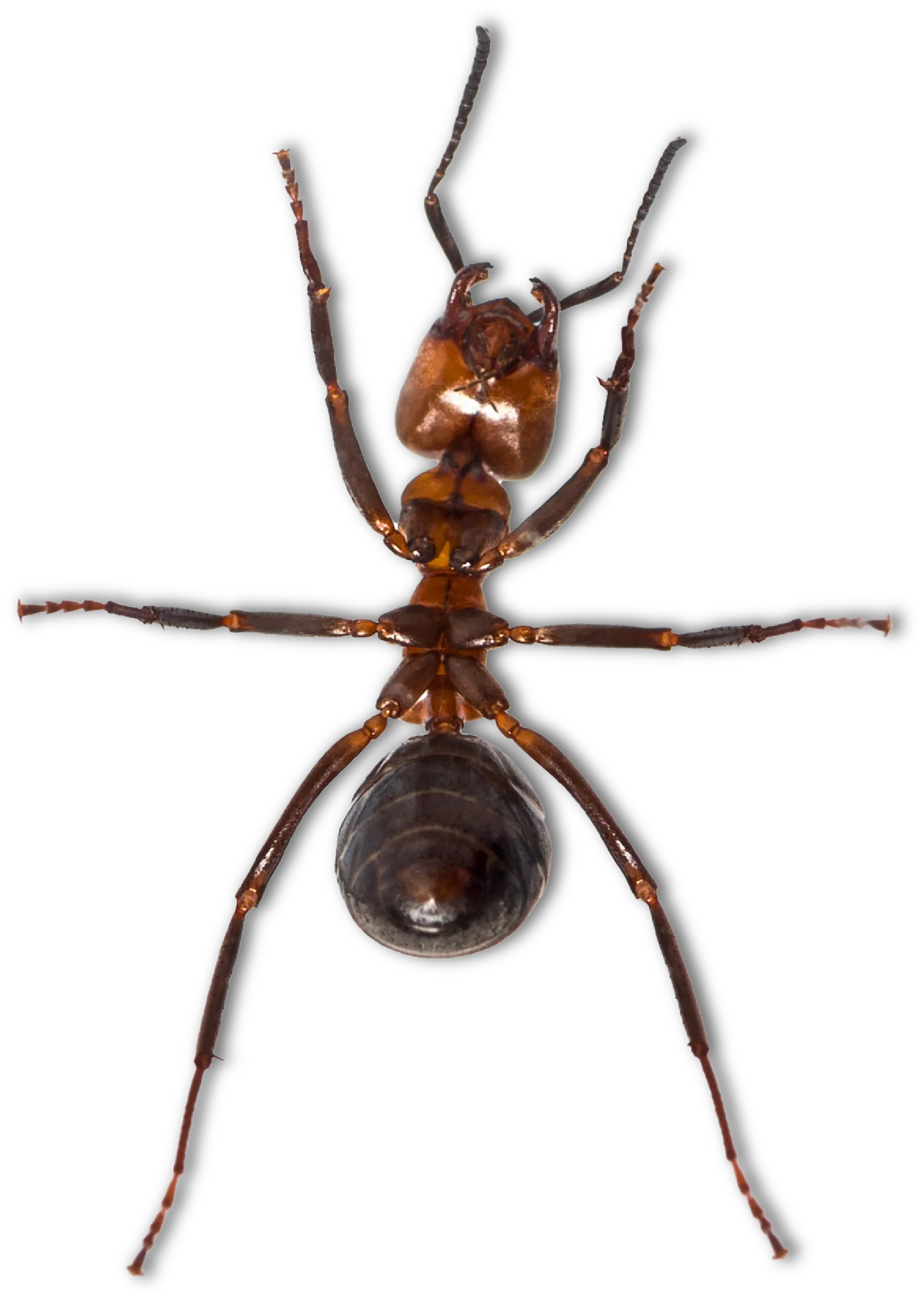 Zycor Pest control in Evansville, IN